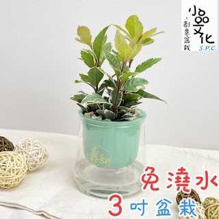 【小品文化】斑葉黃金萬兩【現貨】3吋山形盆 懶人盆栽 免澆水盆栽 水培 簡單種植 觀葉植物 室內植物 自動吸水 花盆