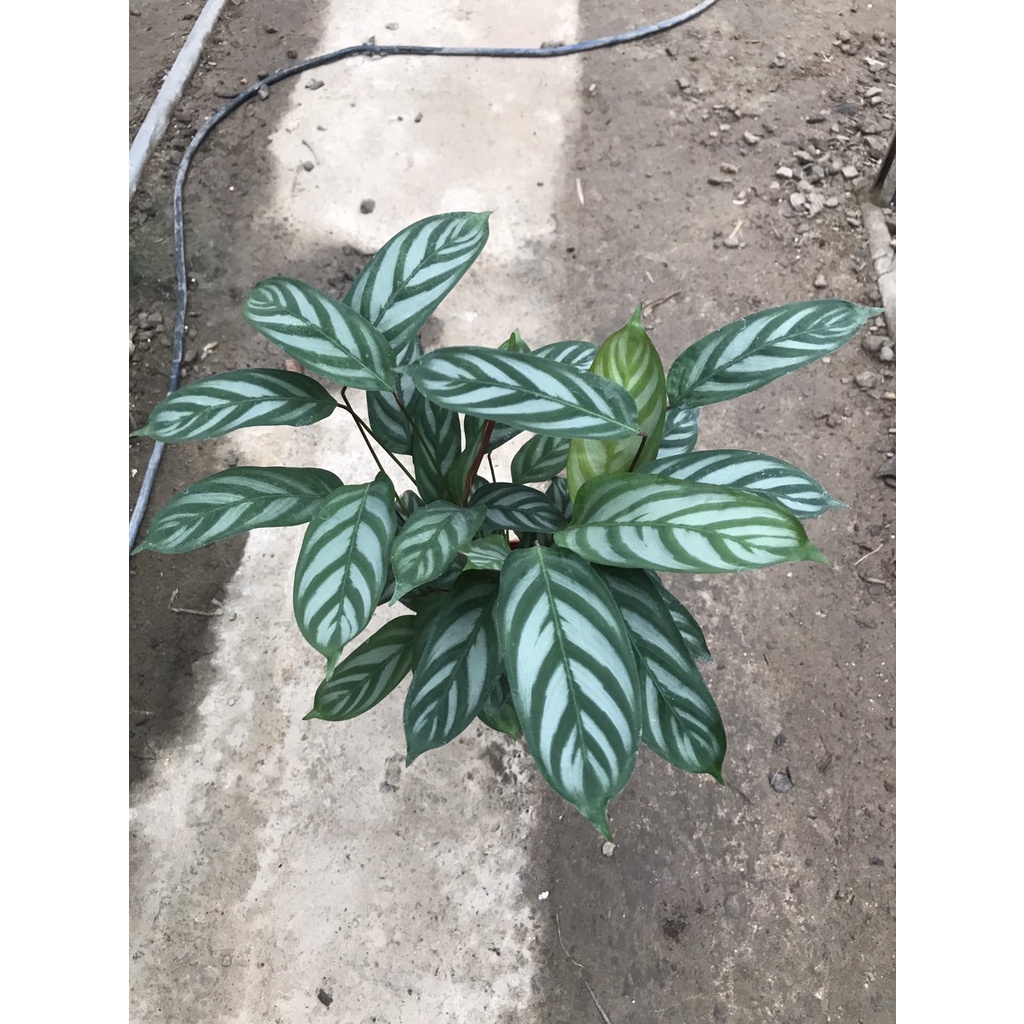 觀葉植物 銀羽竹芋 Calathea setosa sp 4寸