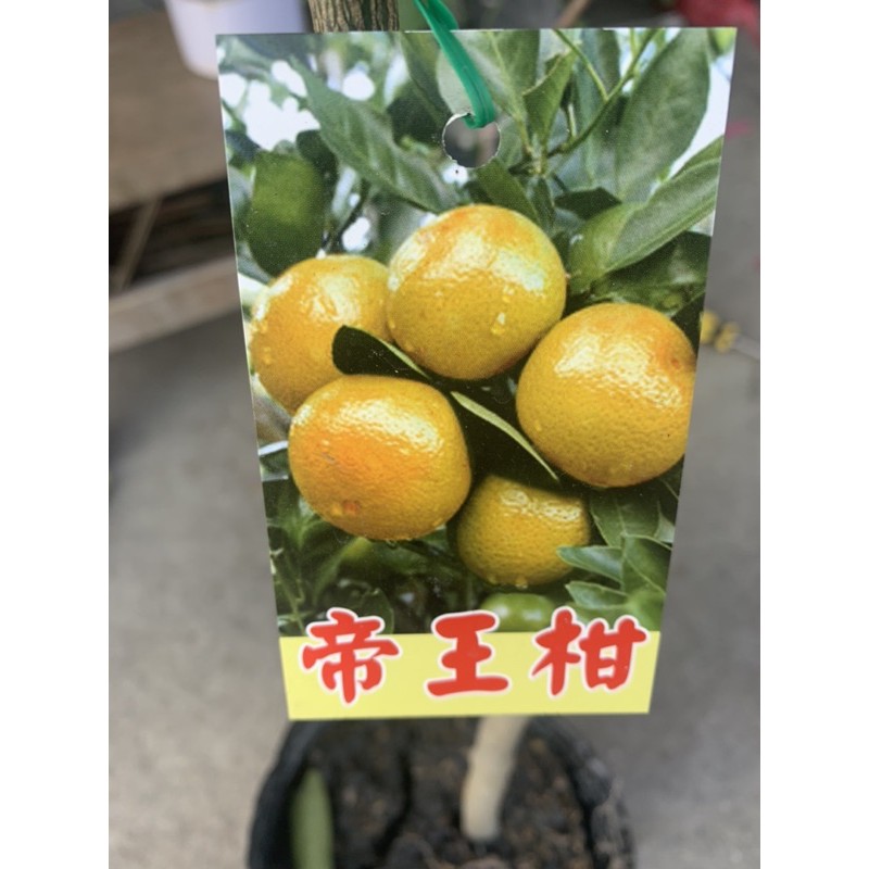 【花果聖地】～～帝王柑  柑橘嫁接苗 4.5寸黑軟盆