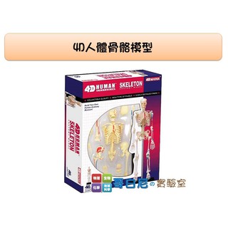 哥白尼的實驗室/生物/4D人體骨骼模型/骨架/正版Fame Master/科學玩具