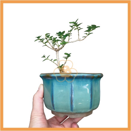⎜植本家⎜壽娘子 瓷器盆景 豆盆栽 (漸層藍7cm)