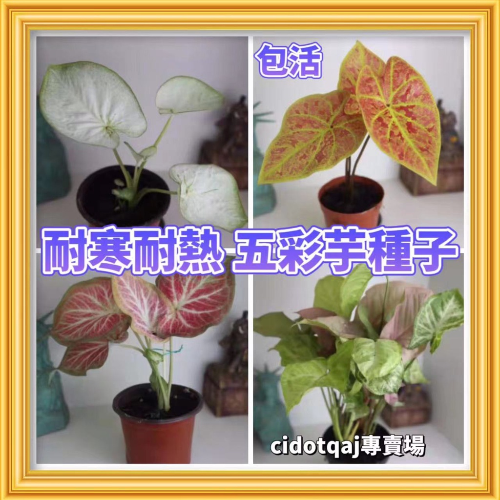 【💕台灣💋-桃園專賣園】五彩芋種子 彩葉芋種籽 黑天鵝 粉色和聲 茹雪白草莓 室內盆栽 庭院陽台種植 耐熱耐寒種子易養易