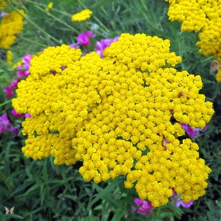 西洋蓍草~鳳尾蓍種子(50顆以上)