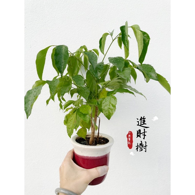 進財樹 中小品瓷盆 招財樹 風水樹 室內半日照可 蝦皮購物