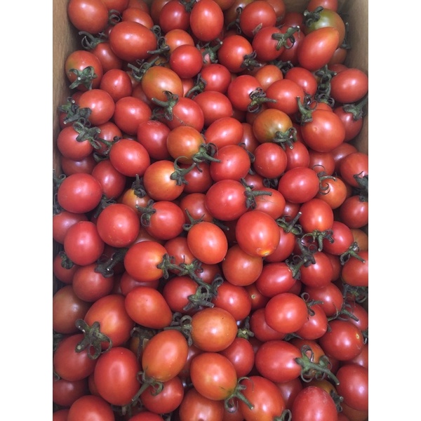 小番茄/一件17-19斤（690元