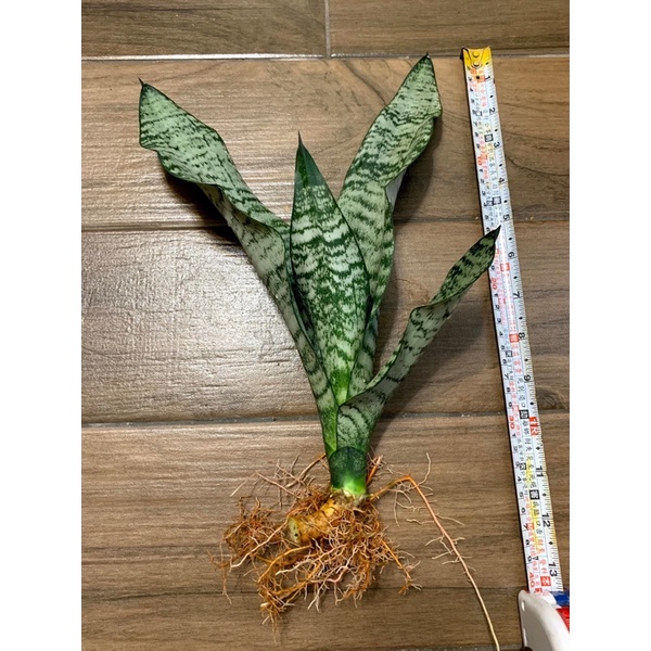 現貨-虎尾蘭（綠邊品種），高度15-80公分尺寸以下均有，全面⬇️降促銷，採防水套、報紙包覆植株裸根寄送
