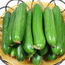 以色列全雌小黃瓜 免授粉產量高 O0009 6入種子 蝦皮購物