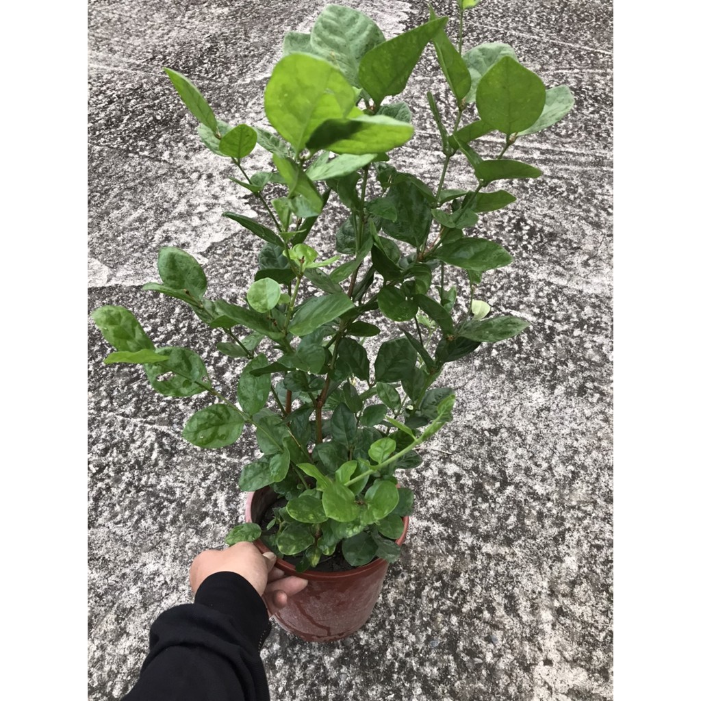 茉莉花苗的價格推薦 22年5月 比價比個夠biggo