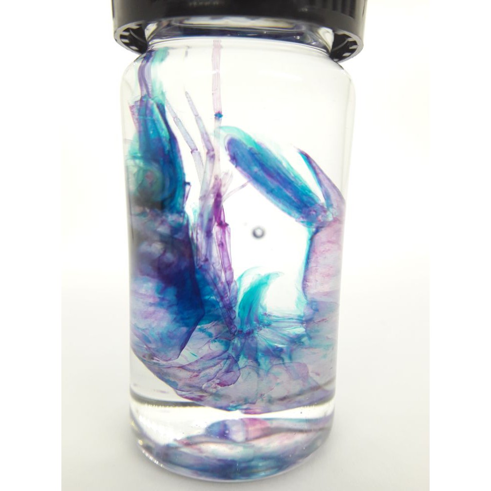 海蝦福袋透明標本透明生物骨骼標本科學人的日常 蝦皮購物