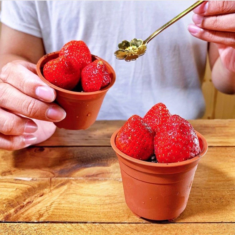 台灣草莓季-草莓盆栽蛋糕