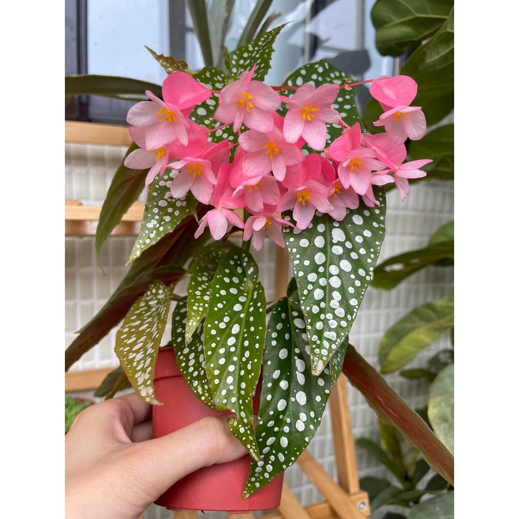 時花 鱒魚秋海棠 白冰 冰點 粉紅驚喜 虎斑 星點秋海棠 蝦皮購物