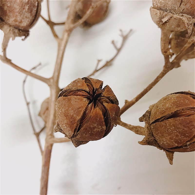 天然自然素材 大花紫薇果實 蝦皮購物