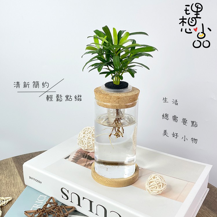 理想小品 羅漢松水耕盆栽無土種植簡單種植觀葉植物室內植物完全水培養玻璃飾品創意花盆盆栽 蝦皮購物