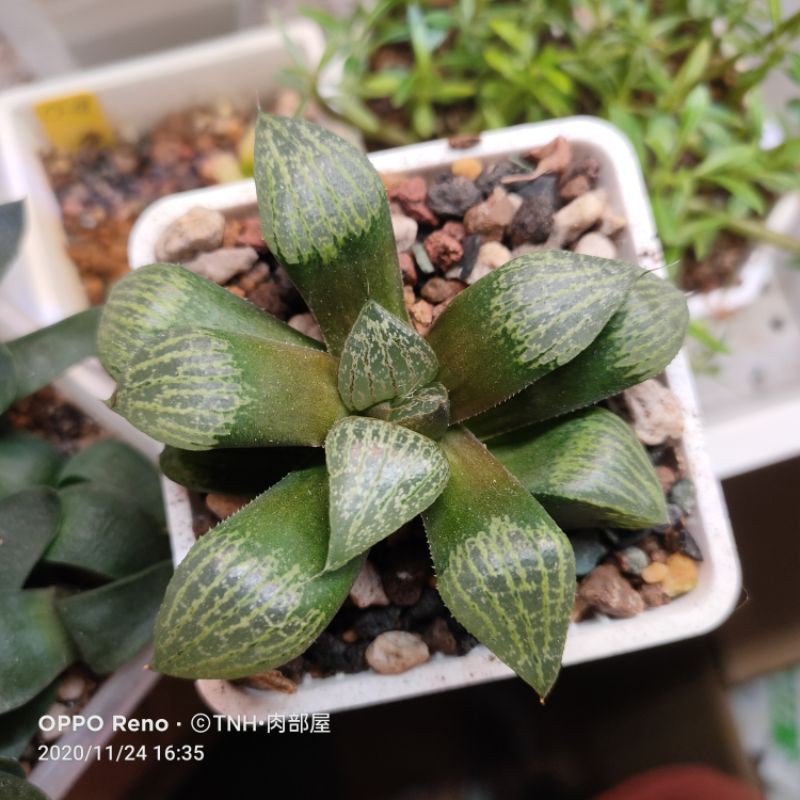 多肉植物壽克雷克大的價格推薦 21年1月 比價比個夠biggo