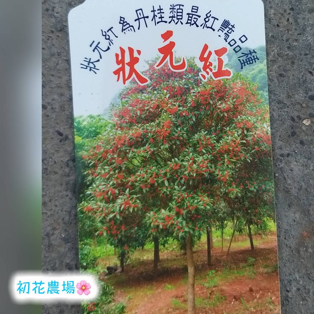 初花農場 狀元紅桂 5吋盆 觀花植物 植株偏小 定價0特價180 蝦皮購物