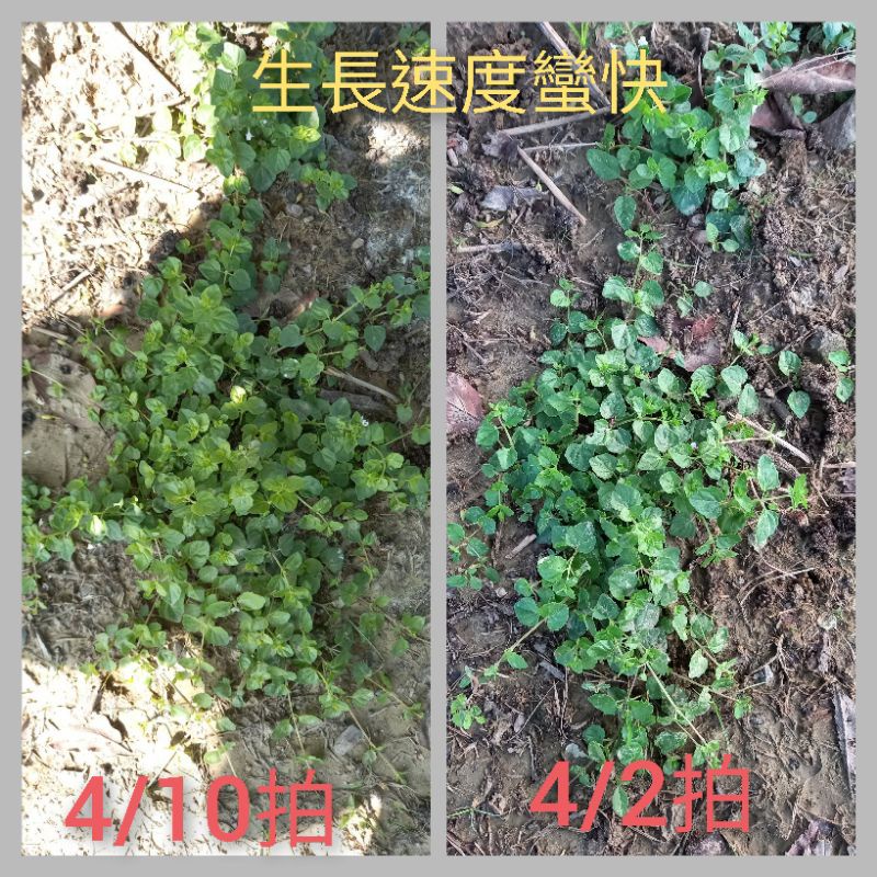 蔓花生枝條10公分 2元 已修剪好可以直接扦插 請詳細看商品說明 心葉水薄荷 需自行修剪長度 蝦皮購物