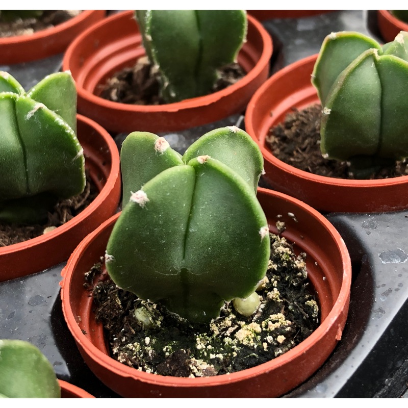 沅鈺農場多肉植物一吋盆 琉璃玉 四爪鸞鳳玉 蝦皮購物