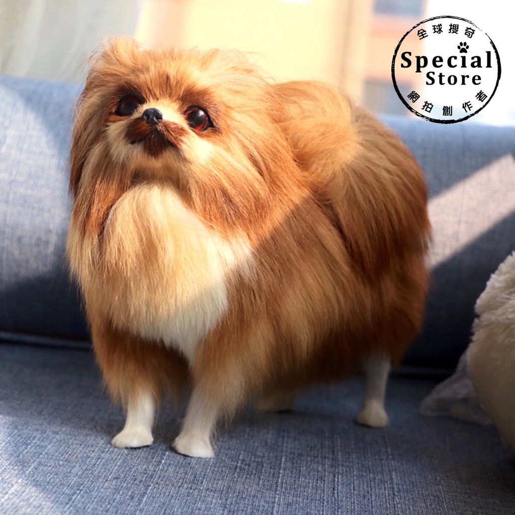 仿真 博美犬小狗狐狸犬博美狗擬真擺設狗布偶狗娃娃攝影用品道具狗狗超仿真整人模型寵物 蝦皮購物
