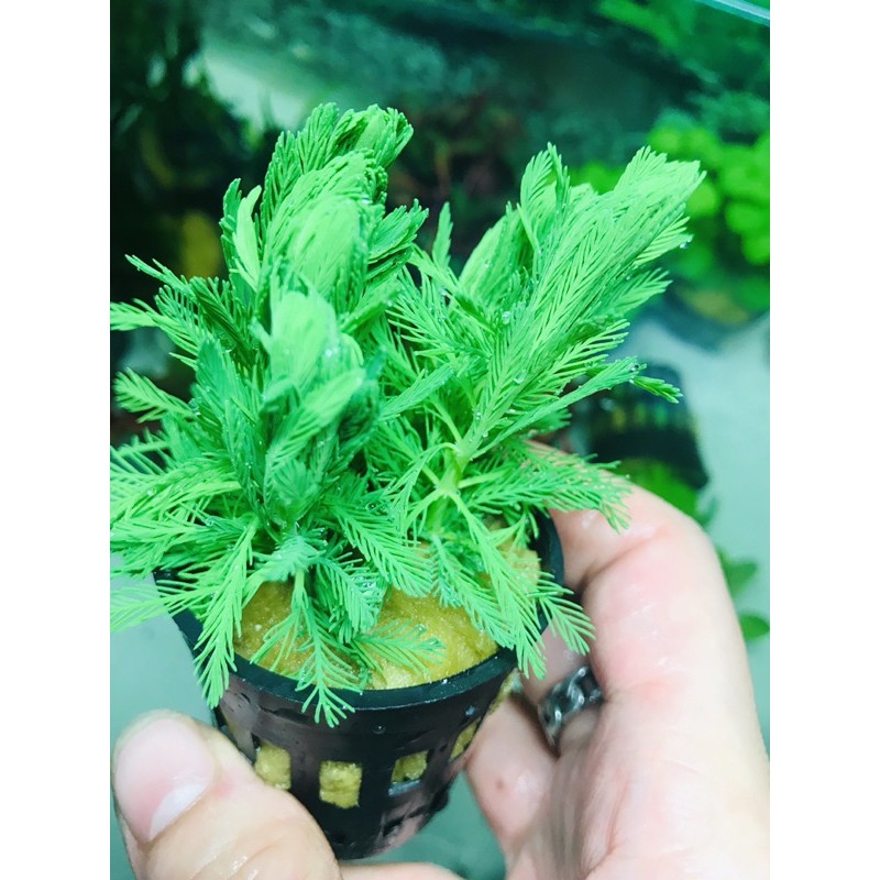 青森林 羽毛草水草水上葉盆 蝦皮購物