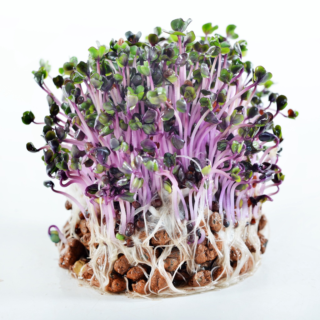 《農友種苗》芽菜種子 SPR-037 紫高麗菜0.2kg