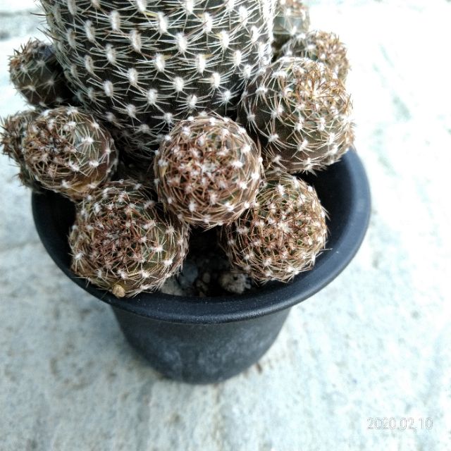 多肉植物仙人掌砂地丸 蝦皮購物