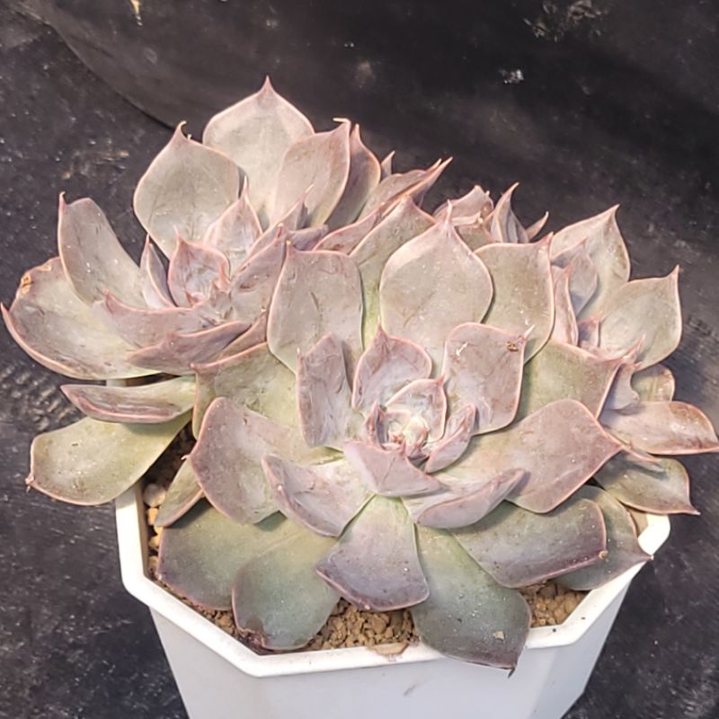 拂雲多肉植物 琳達珍穩根含寄送 蝦皮購物