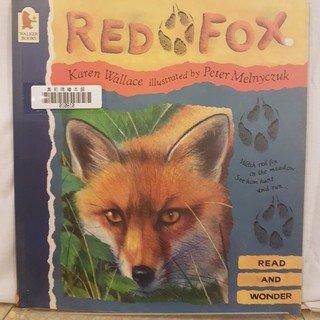 二手書📗英文繪本Red Fox//Peter Melnyczuk//動物