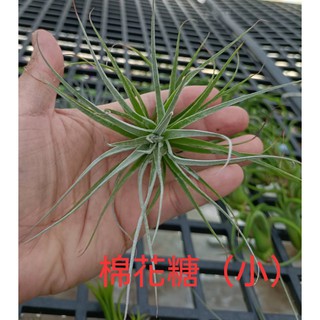 小 [棉花糖 空氣鳳梨 cotton candy pink ] 療育植物 ~ 需通風良好 光線明亮!