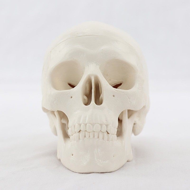 迷你頭骨模型醫學藝用美術人體藝用頭骨頭顱骨骨骼模型
