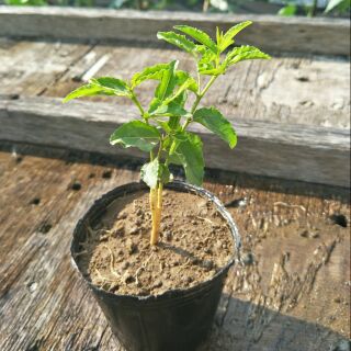 樹苗花苗 園藝植作優惠推薦 居家生活22年7月 蝦皮購物台灣