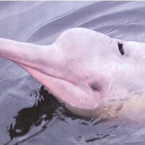 亞馬遜粉紅海豚●Pink Amazon Dolphin－洲際大地／海洋生物精素系列／PHI／Animal Essence