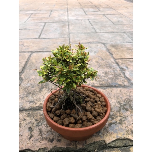 日本縮緬葛的價格推薦- 2025年12月| 比價比個夠BigGo