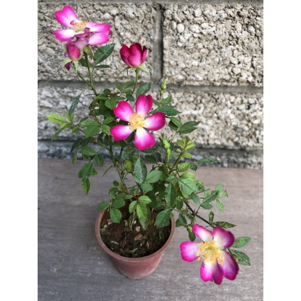 屋久島 日本姫薔薇 四季開花 蝦皮購物