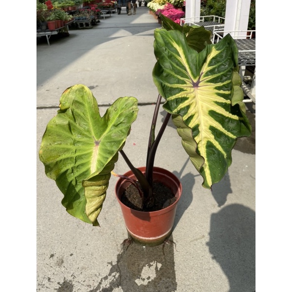 水芋 那裏買最便宜與商品比價 21年11月 飛比價格