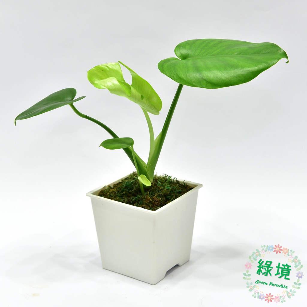 盆栽小品觀葉龜背芋電信蘭送底盤室內植栽空氣清淨 蝦皮購物