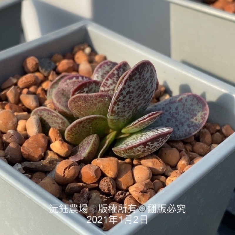 沅鈺農場多肉植物扁紅葉天章 容易掉葉 請斟酌 蝦皮購物