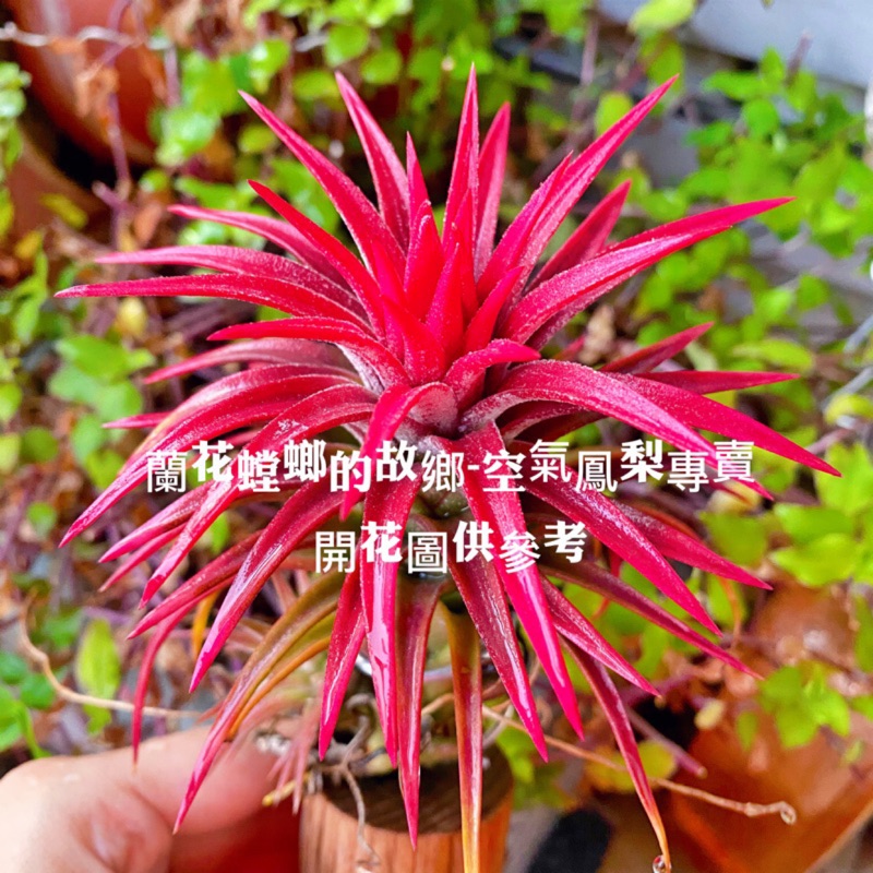 Tillandsia Ionantha的價格推薦第5 頁- 2024年2月| 比價比個夠BigGo