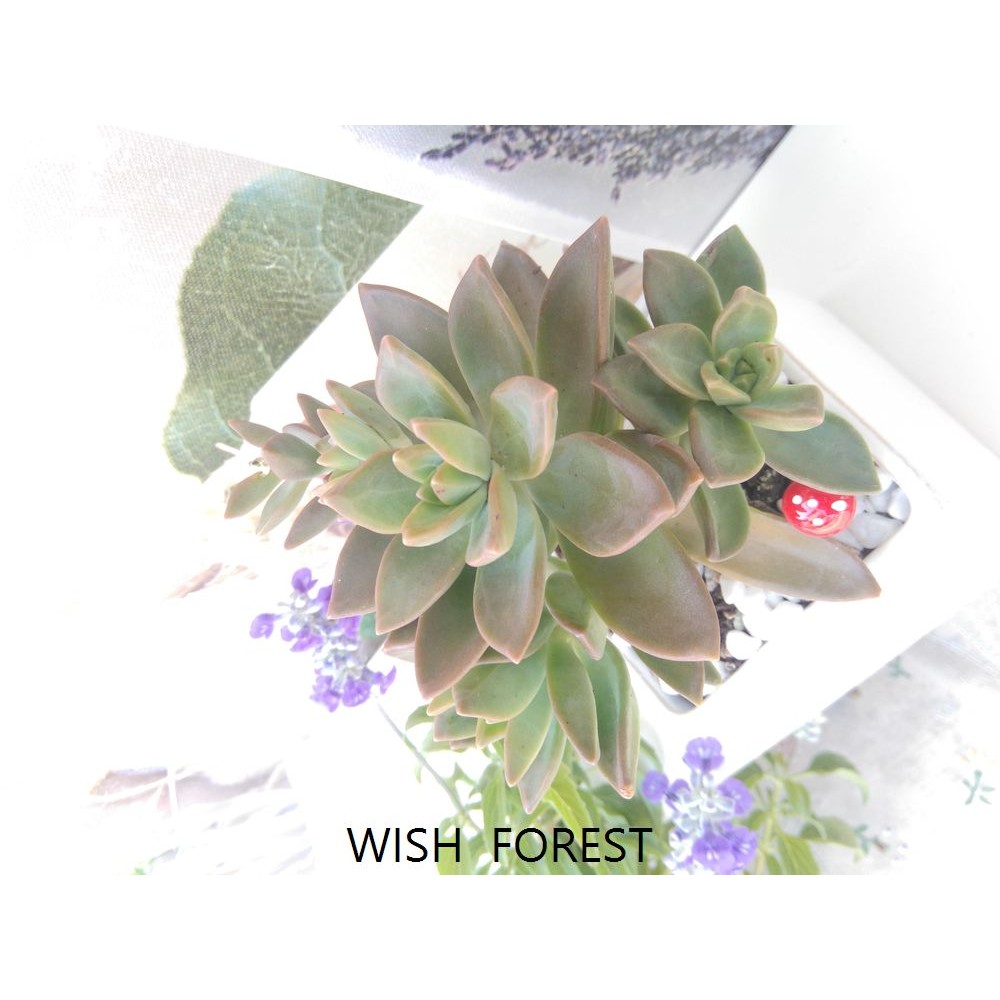 Wish Forest 多肉植物 銘月 偏黃綠色多肉品種 蝦皮購物