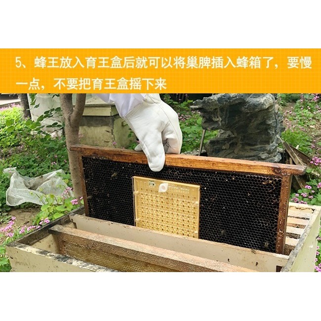 6蜂具 免移蟲育王神器育王盒育王器現貨養蜂工具蜂具洋蜂意蜂西洋蜂培育蜂王繁殖蜂王 蝦皮購物