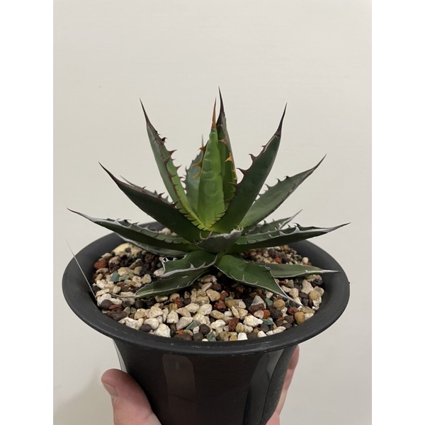 紅貓嚴龍的價格推薦 22年2月 比價比個夠biggo