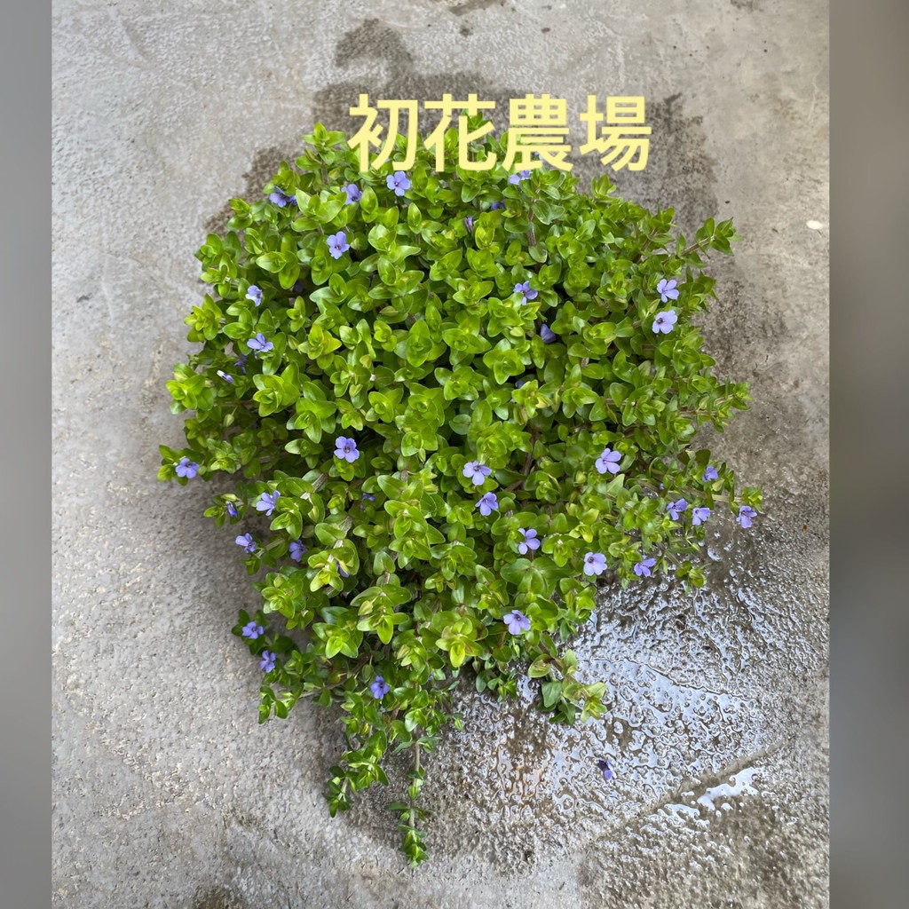初花農場|海洋之星|5吋盆|水生植物|------定價180特價150