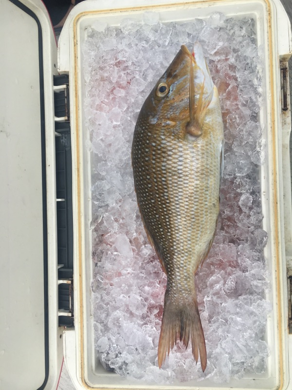 本港現流魚 青嘴龍占魚 星斑裸夾鯛 真空包裝方便料理 蝦皮購物