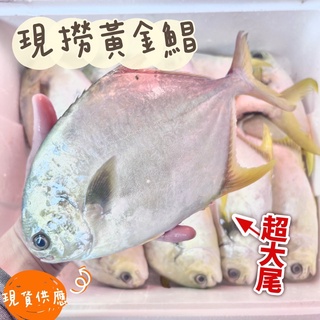 【阿珠媽海產】🔥新鮮現殺🔥現撈黃金鯧 金鯧 紅衫 金鯧魚 台灣金鯧 鯧魚 金槍 金鯧 黃鯧 拜拜 桌頭魚