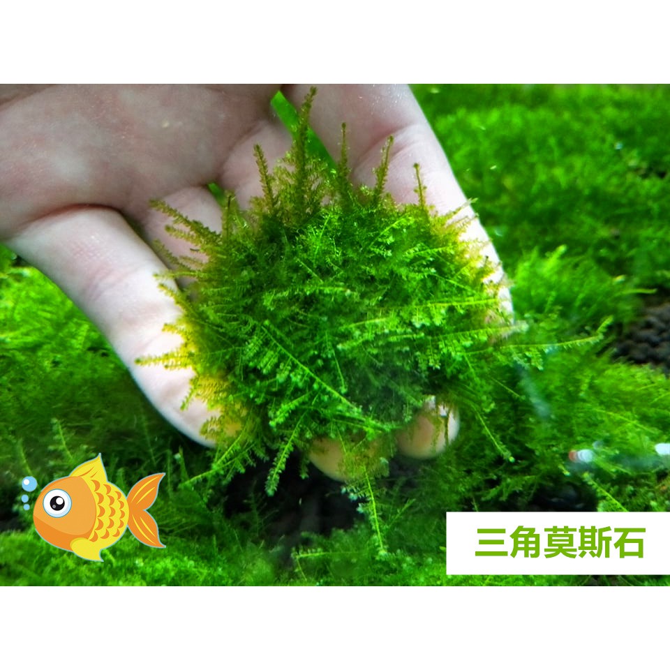 南美小三角莫斯石約大約直徑4 5cm 陰性水草 前景草 中景草 莫絲 默思 水族造景 神經病水族 蝦皮購物