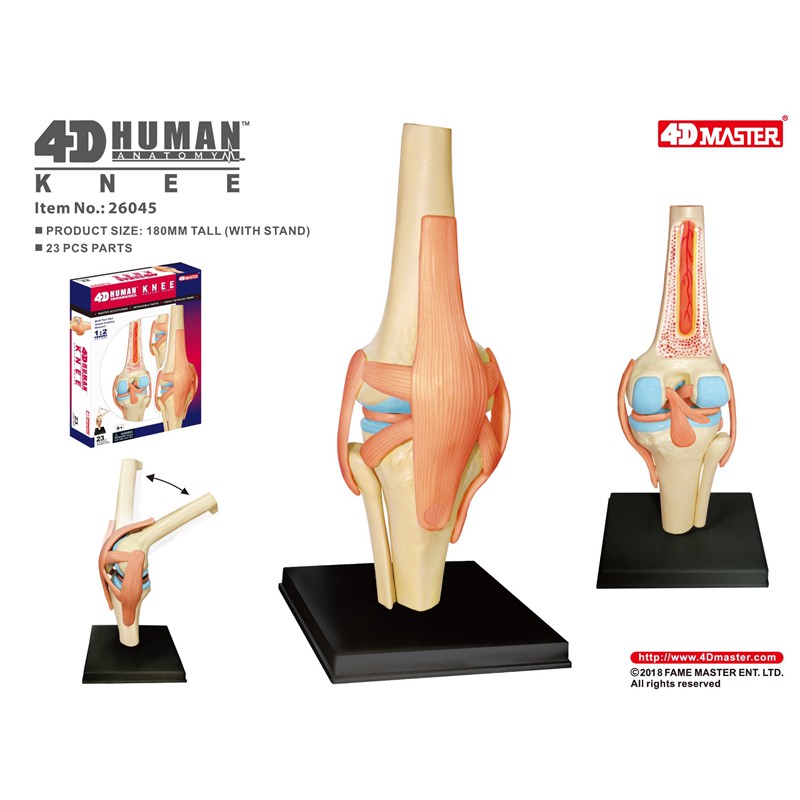4D Master益智拼裝玩具人體膝關節器官解剖模型醫學教學DIY科普用