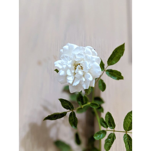 白滿天星玫瑰白玫瑰蔓性玫瑰 蝦皮購物