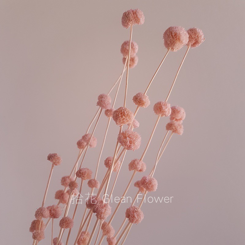 拾花 段菊 小乒乓乾燥花素材粉色 蝦皮購物