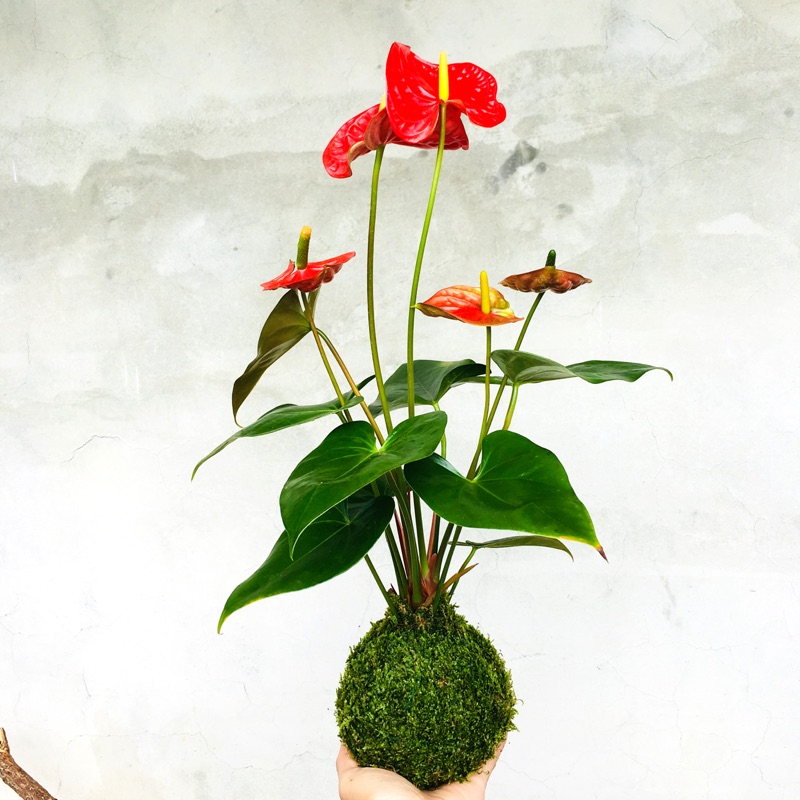 七分田大植株大紅花火鶴大苔球 蝦皮購物