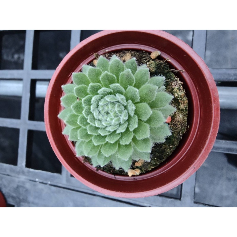 🍀沛宇多肉 / 貓頭鷹捲絹 🍀三吋穩根連盆寄送❤️ 多肉植物❤️觀葉❤️療癒