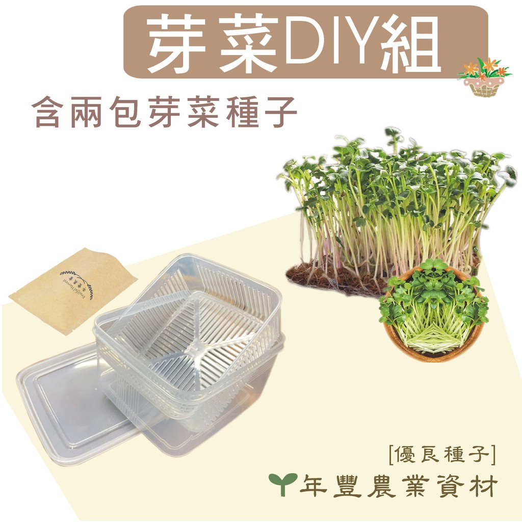 優良種子 芽菜種植組 含芽菜盒及2包芽菜種子 非基改無毒種子 青花椰菜 紫 紅 粉 青蘿蔔 紫高麗菜 苜蓿芽
